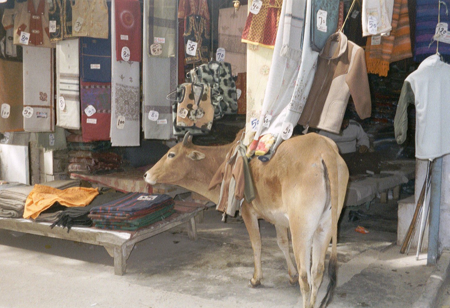 Reisebild aus Indien mit Marktstand und Kuh